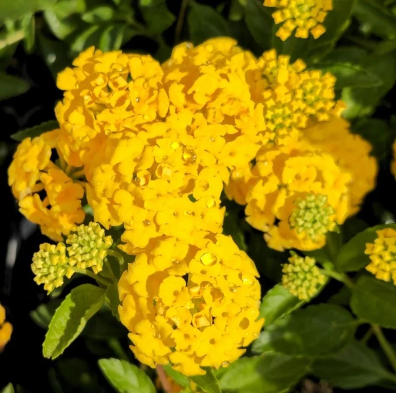 New Gold Lantana Live Plant Set - 2 Plants, 4-6" Tall, Yellow Flowers, Outdoor - Image 1