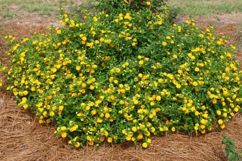 New Gold Lantana Live Plant Set - 2 Plants, 4-6" Tall, Yellow Flowers, Outdoor New Gold Lantana Live Plant Set - 2 Plants, 4-6" Tall, Yellow Flowers, Outdoor - Image 8