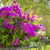New River Bougainvillea Live Plant Set - 3 Plants, 4-6" Tall, Purple Flowering Vine - Image 1