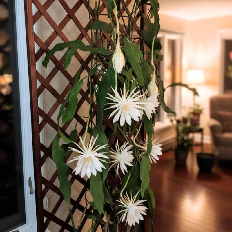 Night Blooming Epiphyllum Live Plant - Queen of the Night Cactus - 4 Inch Pot (Set of 5) Night Blooming Epiphyllum Live Plant - Queen of the Night Cactus - 4 Inch Pot (Set of 5) - Image 2