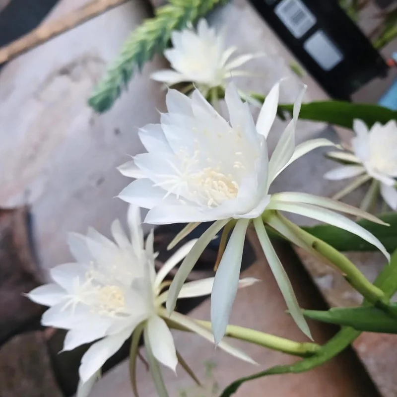 Night Blooming Epiphyllum Live Plant - Queen of the Night Cactus - 4 Inch Pot (Set of 5) Night Blooming Epiphyllum Live Plant - Queen of the Night Cactus - 4 Inch Pot (Set of 5) - Image 3