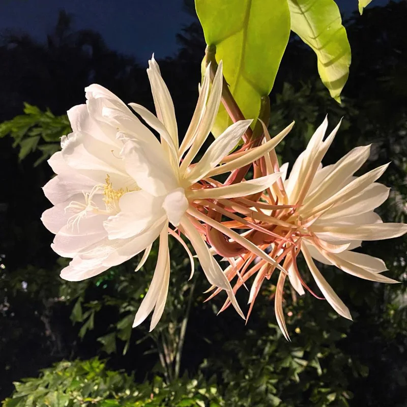 Night Blooming Epiphyllum Live Plant - Queen of the Night Cactus - 4 Inch Pot (Set of 5) Night Blooming Epiphyllum Live Plant - Queen of the Night Cactus - 4 Inch Pot (Set of 5) - Image 4