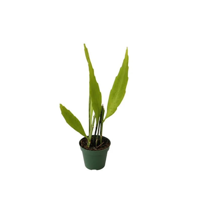 Night Blooming Epiphyllum Live Plant - Queen of the Night Cactus - 4 Inch Pot (Set of 5) Night Blooming Epiphyllum Live Plant - Queen of the Night Cactus - 4 Inch Pot (Set of 5) - Image 5