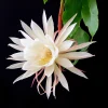 Night Blooming Epiphyllum Live Plant - Queen of the Night Cactus - 4 Inch Pot (Set of 5) - Image 1