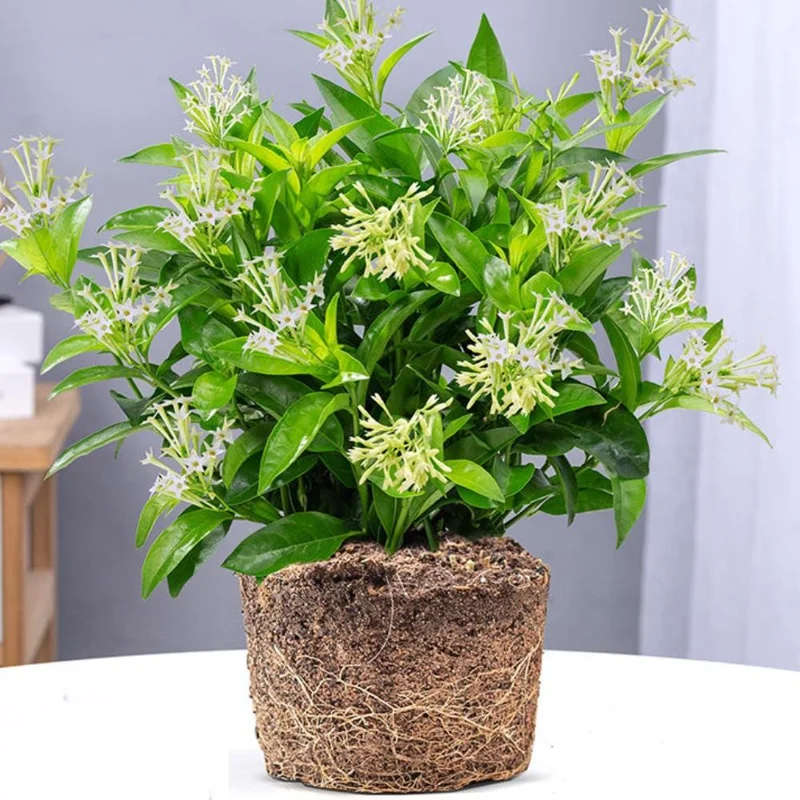 Night Blooming Jasmine Plant Live in 1 Gal Pot, Climbing Jasmine Flower Plant, Cestrum Nocturnum - Image 2