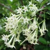 Night Blooming Jasmine Plant Live in 1 Gal Pot, Climbing Jasmine Flower Plant, Cestrum Nocturnum - Image 1