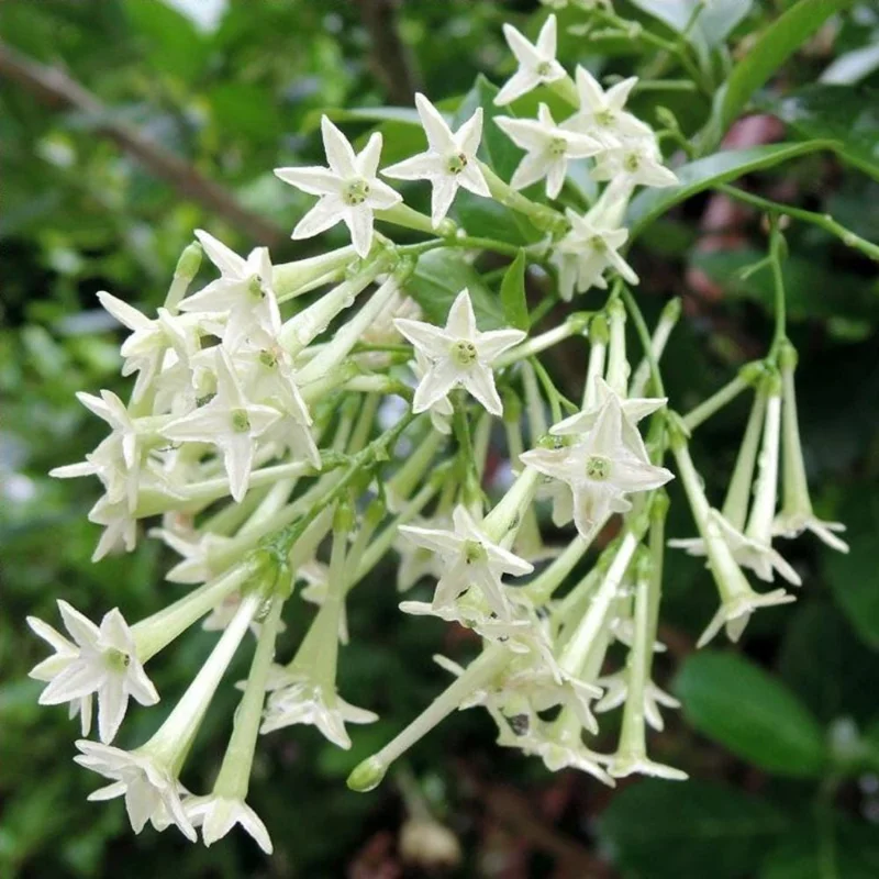 Night Blooming Jasmine Plant Live in 1 Gal Pot, Climbing Jasmine Flower Plant, Cestrum Nocturnum - Image 1