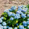 Nikko Blue Hydrangea Bare Roots - Pack of 2 Live Plants, 4-8 Inch Tall Outdoor Bush Nikko Blue Hydrangea Bare Roots - Pack of 2 Live Plants, 4-8 Inch Tall Outdoor Bush - Image 1