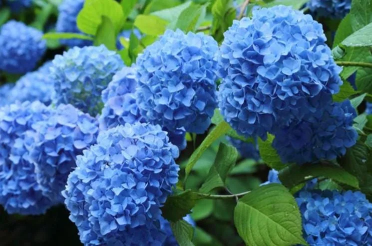 Nikko Blue Hydrangea Live Plant - 1 Quart Pot, 6-12" Tall - Deciduous Shrub Nikko Blue Hydrangea Live Plant - 1 Quart Pot, 6-12" Tall - Deciduous Shrub - Image 2