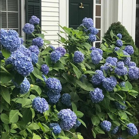 Nikko Blue Hydrangea Live Plant - 1 Quart Pot, 6-12" Tall - Deciduous Shrub Nikko Blue Hydrangea Live Plant - 1 Quart Pot, 6-12" Tall - Deciduous Shrub - Image 3