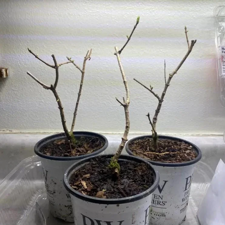 Nikko Blue Hydrangea Live Plant - 1 Quart Pot, 6-12" Tall - Deciduous Shrub Nikko Blue Hydrangea Live Plant - 1 Quart Pot, 6-12" Tall - Deciduous Shrub - Image 4