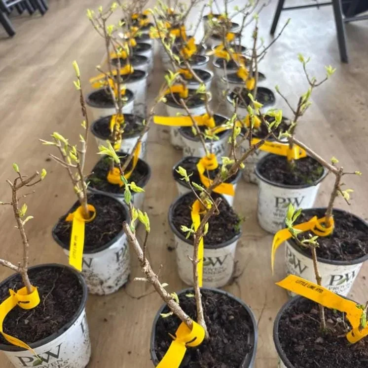 Nikko Blue Hydrangea Live Plant - 1 Quart Pot, 6-12" Tall - Deciduous Shrub Nikko Blue Hydrangea Live Plant - 1 Quart Pot, 6-12" Tall - Deciduous Shrub - Image 5