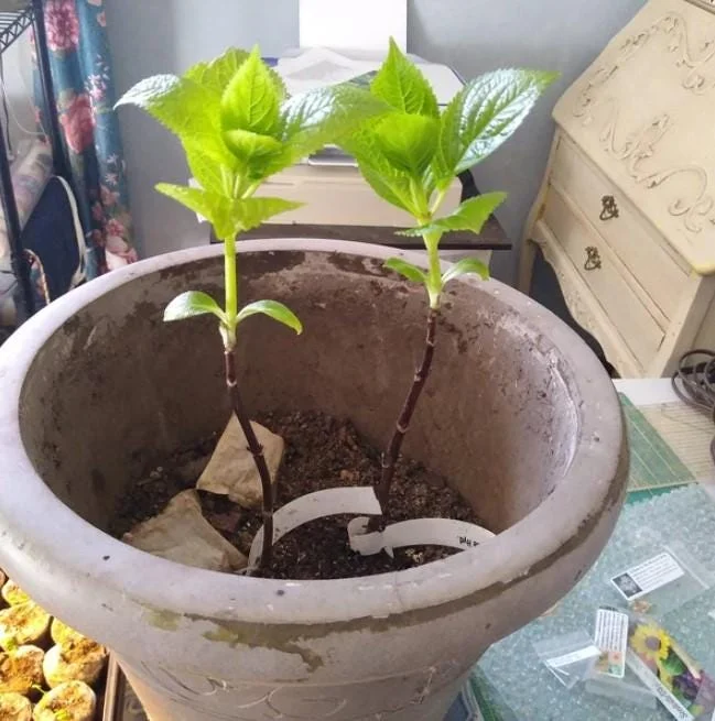 Nikko Blue Hydrangea Live Plant - 1 Quart Pot, 6-12" Tall - Deciduous Shrub Nikko Blue Hydrangea Live Plant - 1 Quart Pot, 6-12" Tall - Deciduous Shrub - Image 6