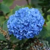 Nikko Blue Hydrangea Live Plant - 1 Quart Pot, 6-12" Tall - Deciduous Shrub Nikko Blue Hydrangea Live Plant - 1 Quart Pot, 6-12" Tall - Deciduous Shrub - Image 1