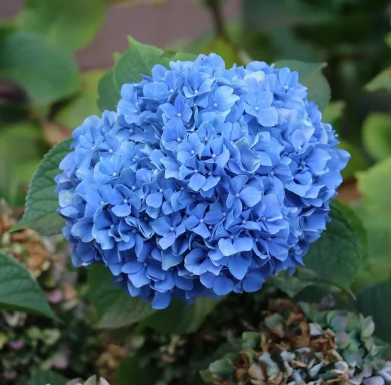 Nikko Blue Hydrangea Live Plant - 1 Quart Pot, 6-12" Tall - Deciduous Shrub Nikko Blue Hydrangea Live Plant - 1 Quart Pot, 6-12" Tall - Deciduous Shrub - Image 1