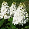 Oakleaf Hydrangea Live Plant - 6-10" Tall, 1qt Pot - Hydrangea quercifolia - Outdoor Shrub - Image 1