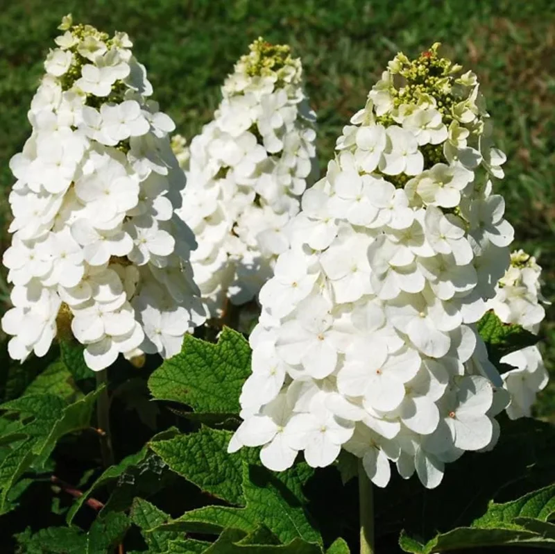 Oakleaf Hydrangea Live Plant - 6-12" Tall, 1 Quart Pot - Outdoor Shrub Oakleaf Hydrangea Live Plant - 6-12" Tall, 1 Quart Pot - Outdoor Shrub - Image 1
