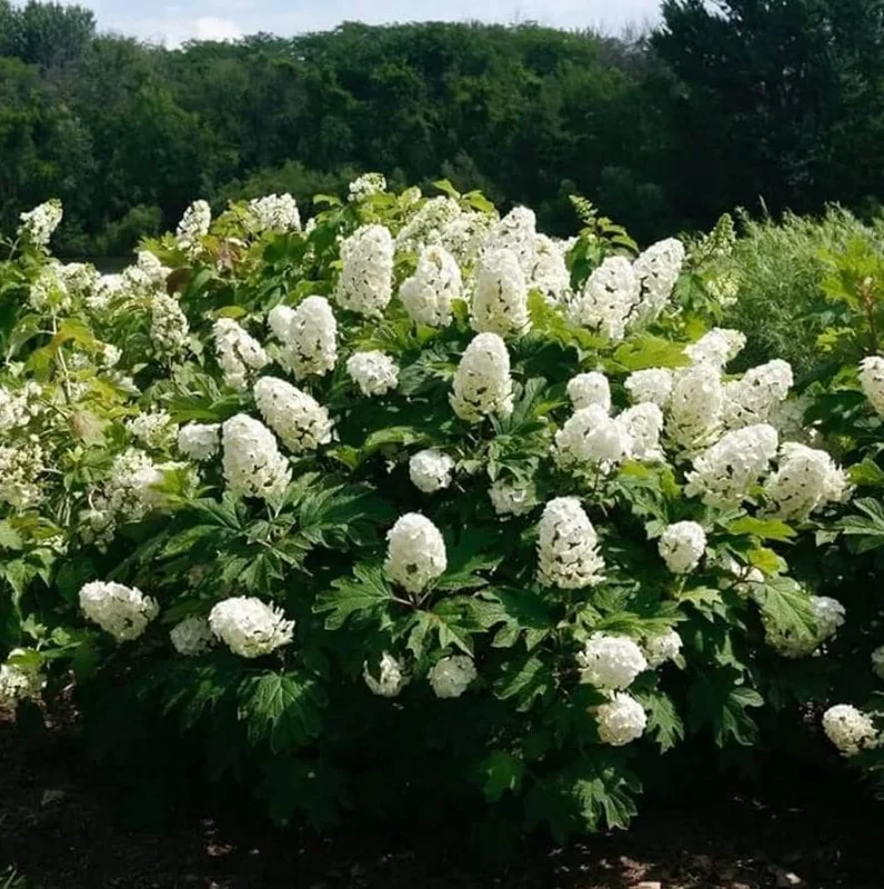 Oakleaf Hydrangea Live Plant - 6-12" Tall, 1 Quart Pot - Outdoor Shrub Oakleaf Hydrangea Live Plant - 6-12" Tall, 1 Quart Pot - Outdoor Shrub - Image 2