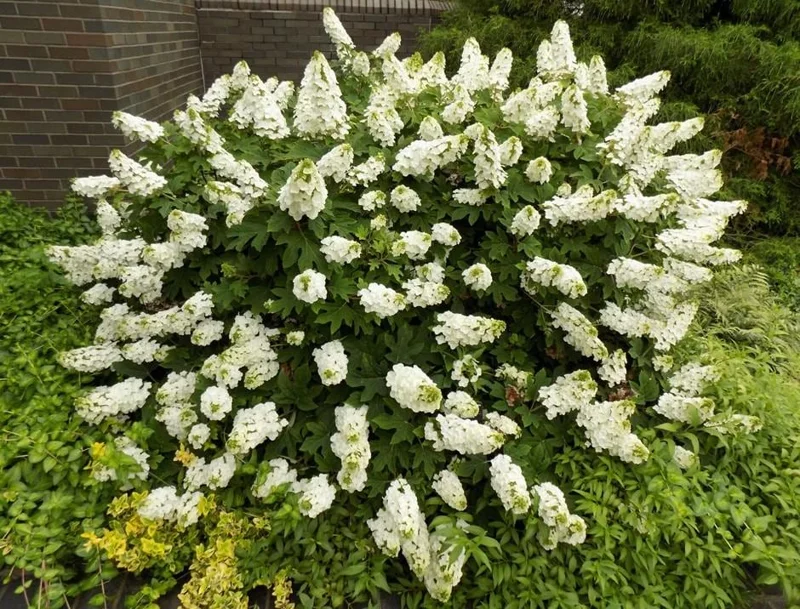 Oakleaf Hydrangea Live Plant - 6-12" Tall, 1 Quart Pot - Outdoor Shrub Oakleaf Hydrangea Live Plant - 6-12" Tall, 1 Quart Pot - Outdoor Shrub - Image 3