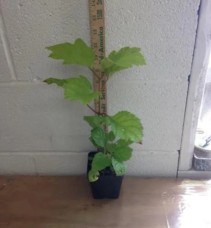 Oakleaf Hydrangea Live Plant - 6-12" Tall, 1 Quart Pot - Outdoor Shrub Oakleaf Hydrangea Live Plant - 6-12" Tall, 1 Quart Pot - Outdoor Shrub - Image 4