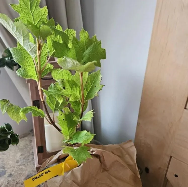 Oakleaf Hydrangea Live Plant - 6-12" Tall, 1 Quart Pot - Outdoor Shrub Oakleaf Hydrangea Live Plant - 6-12" Tall, 1 Quart Pot - Outdoor Shrub - Image 5
