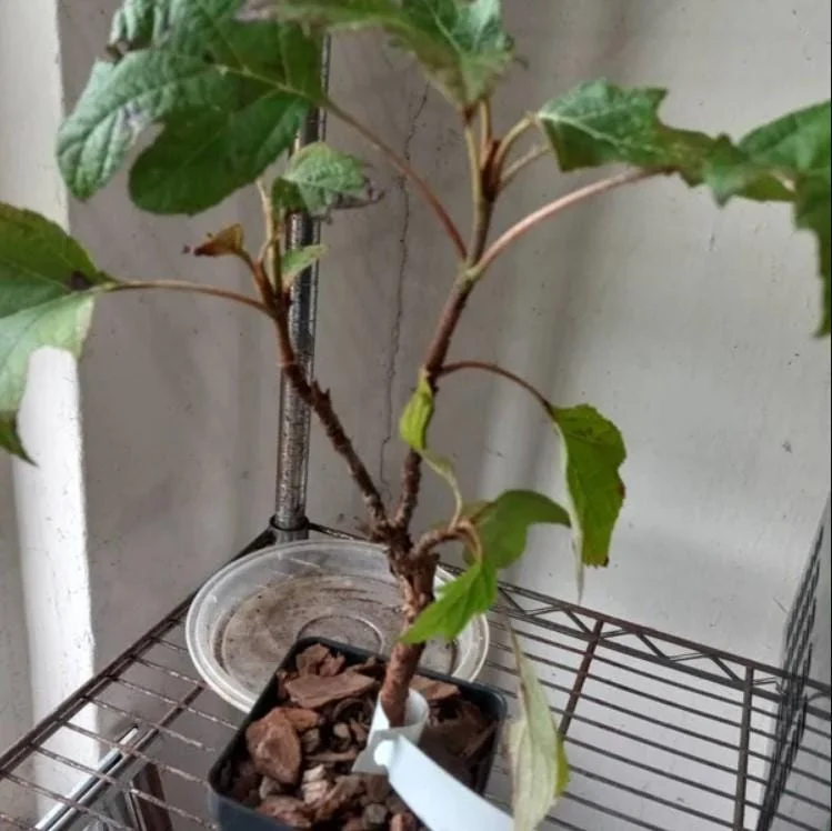 Oakleaf Hydrangea Live Plant - 6-12" Tall, 1 Quart Pot - Outdoor Shrub Oakleaf Hydrangea Live Plant - 6-12" Tall, 1 Quart Pot - Outdoor Shrub - Image 6