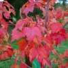 October Glory Maple Live Tree - 1-2ft Tall - 1qt Pot - Brilliant Red Fall Color - Image 1