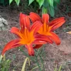 October Orange Daylily Bare Root Plant - Vibrant Orange Blooms October Orange Daylily Bare Root Plant - Vibrant Orange Blooms - Image 1