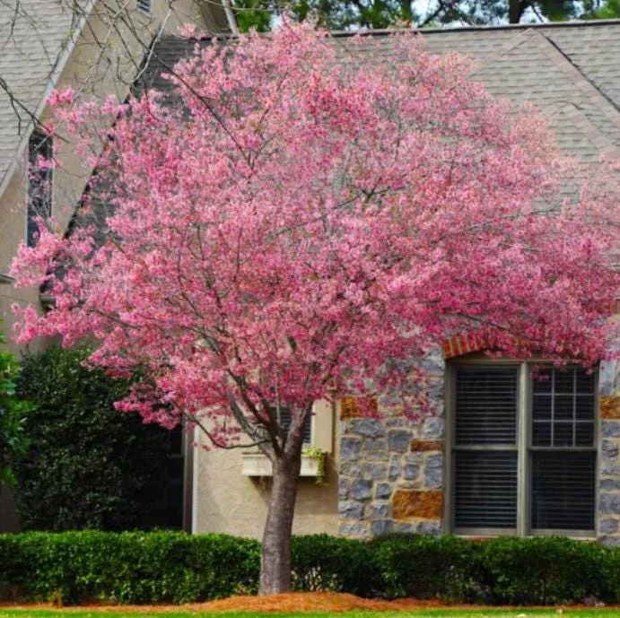 Okame Cherry Tree Live Plant - 6-12" Tall, 3" Pot - Light Pink Blooms Okame Cherry Tree Live Plant - 6-12" Tall, 3" Pot - Light Pink Blooms - Image 3