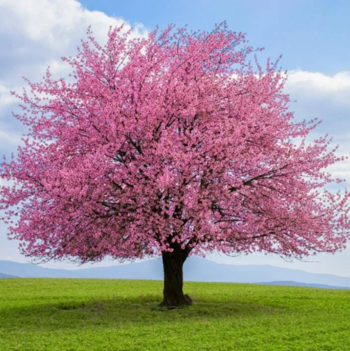 Okame Cherry Tree Live Plant - 6-12" Tall, 3" Pot - Light Pink Blooms Okame Cherry Tree Live Plant - 6-12" Tall, 3" Pot - Light Pink Blooms - Image 6