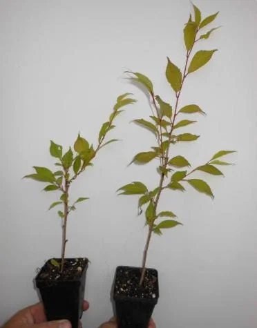 Okame Cherry Tree Live Plant - 6-12" Tall, 3" Pot - Light Pink Blooms Okame Cherry Tree Live Plant - 6-12" Tall, 3" Pot - Light Pink Blooms - Image 7