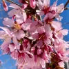 Okame Cherry Tree Live Plant - 6-12" Tall, 3" Pot - Light Pink Blooms Okame Cherry Tree Live Plant - 6-12" Tall, 3" Pot - Light Pink Blooms - Image 1