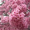 Okame Flowering Cherry Live Plant - 6-12" Tall - 3" Pot - Light Pink Blooms Tree - Image 1