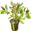 Okinawa Spinach Live Starter Plants - Gynura Crepioides Vegetable, 4-8 Inch Tall, 2 Pack - Image 1