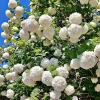 Old Fashion Snowball Viburnum Live Plant – White Blooms – 6-12" Tall – 4" Pot - Image 1