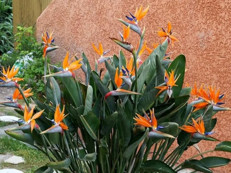 Orange Bird of Paradise Live Plant - 2 Pack Strelitzia Reginae Starter, 4-6" Tall, Tropical Indoor/Outdoor Orange Bird of Paradise Live Plant - 2 Pack Strelitzia Reginae Starter, 4-6" Tall, Tropical Indoor/Outdoor - Image 10