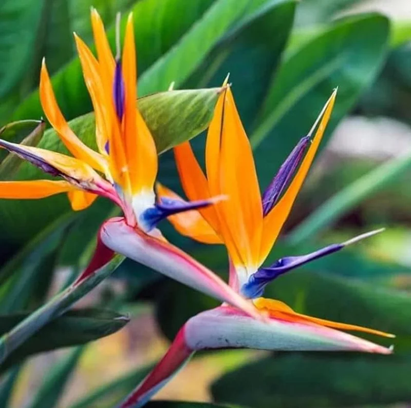 Orange Bird of Paradise Live Plant - 2 Pack Strelitzia Reginae Starter, 4-6" Tall, Tropical Indoor/Outdoor Orange Bird of Paradise Live Plant - 2 Pack Strelitzia Reginae Starter, 4-6" Tall, Tropical Indoor/Outdoor - Image 2