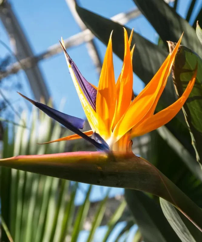 Orange Bird of Paradise Live Plant - 2 Pack Strelitzia Reginae Starter, 4-6" Tall, Tropical Indoor/Outdoor Orange Bird of Paradise Live Plant - 2 Pack Strelitzia Reginae Starter, 4-6" Tall, Tropical Indoor/Outdoor - Image 3