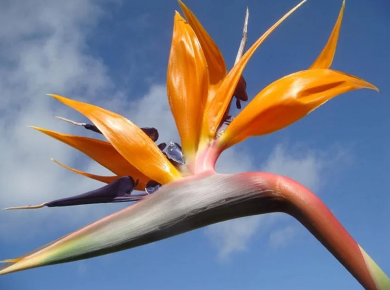 Orange Bird of Paradise Live Plant - 2 Pack Strelitzia Reginae Starter, 4-6" Tall, Tropical Indoor/Outdoor Orange Bird of Paradise Live Plant - 2 Pack Strelitzia Reginae Starter, 4-6" Tall, Tropical Indoor/Outdoor - Image 5