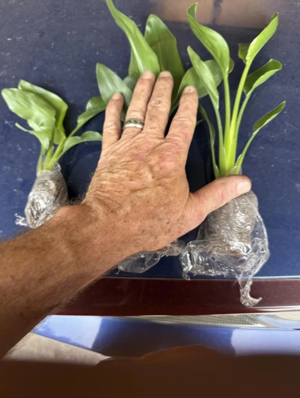 Orange Bird of Paradise Live Plant - 2 Pack Strelitzia Reginae Starter, 4-6" Tall, Tropical Indoor/Outdoor Orange Bird of Paradise Live Plant - 2 Pack Strelitzia Reginae Starter, 4-6" Tall, Tropical Indoor/Outdoor - Image 6