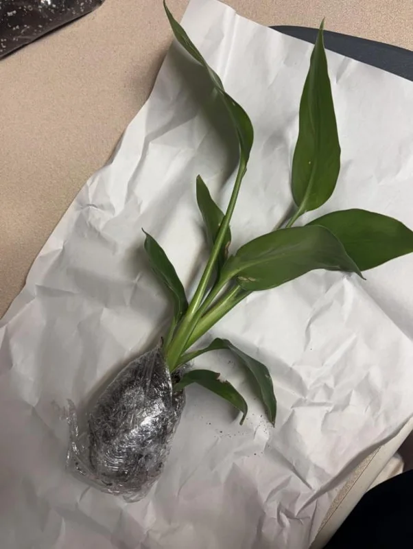 Orange Bird of Paradise Live Plant - 2 Pack Strelitzia Reginae Starter, 4-6" Tall, Tropical Indoor/Outdoor Orange Bird of Paradise Live Plant - 2 Pack Strelitzia Reginae Starter, 4-6" Tall, Tropical Indoor/Outdoor - Image 7