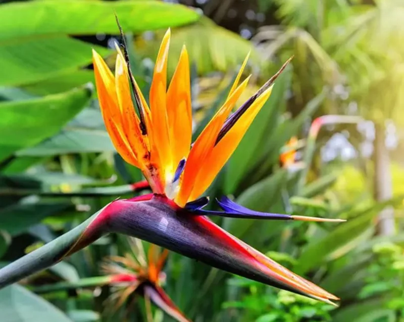 Orange Bird of Paradise Live Plant - 2 Pack Strelitzia Reginae Starter, 4-6" Tall, Tropical Indoor/Outdoor Orange Bird of Paradise Live Plant - 2 Pack Strelitzia Reginae Starter, 4-6" Tall, Tropical Indoor/Outdoor - Image 1