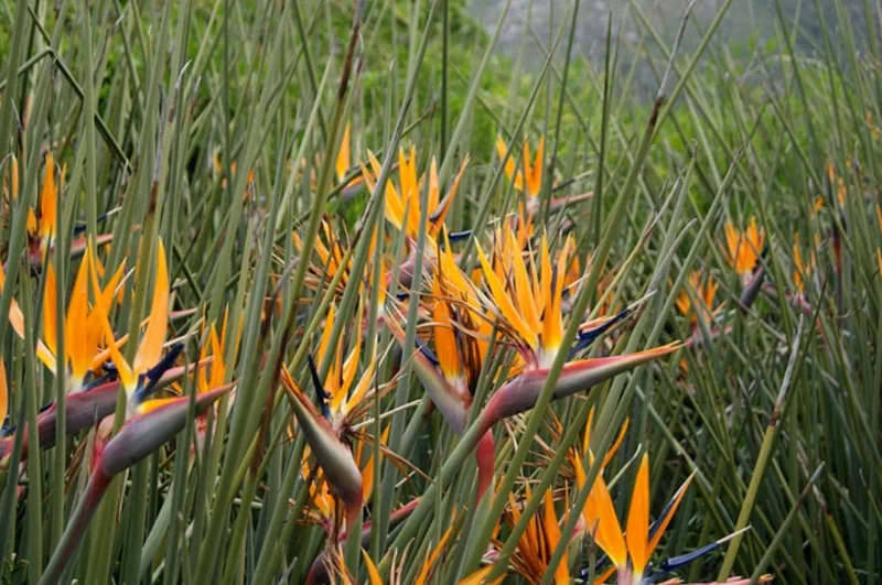Orange Bird of Paradise Live Plant - 2 Pack Strelitzia Reginae Starter, 4-6" Tall, Tropical Indoor/Outdoor Orange Bird of Paradise Live Plant - 2 Pack Strelitzia Reginae Starter, 4-6" Tall, Tropical Indoor/Outdoor - Image 8