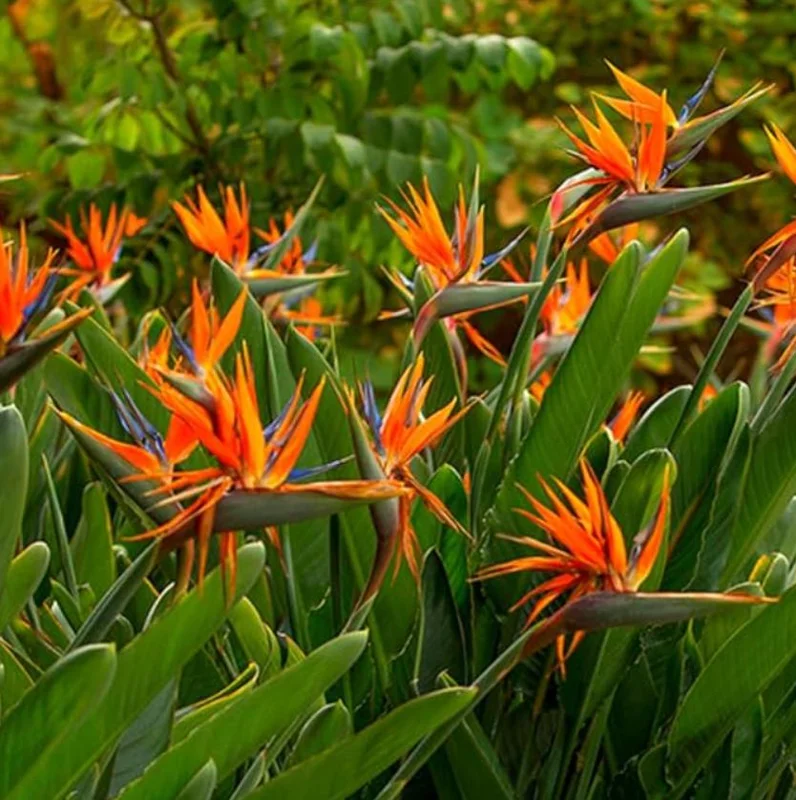 Orange Bird of Paradise Live Plant - 2 Pack Strelitzia Reginae Starter, 4-6" Tall, Tropical Indoor/Outdoor Orange Bird of Paradise Live Plant - 2 Pack Strelitzia Reginae Starter, 4-6" Tall, Tropical Indoor/Outdoor - Image 9