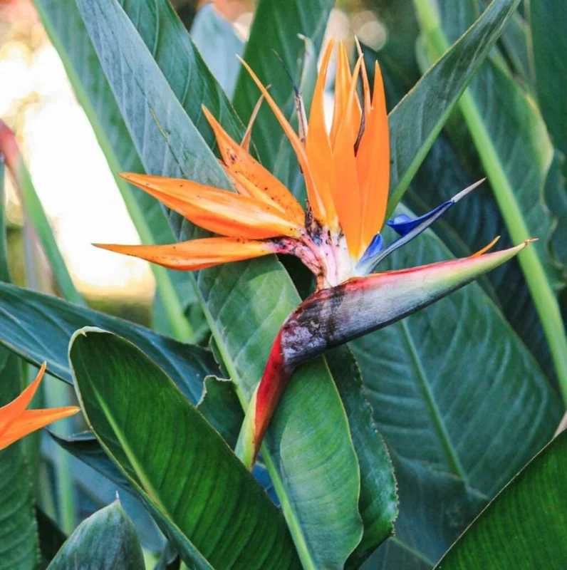 Orange Bird of Paradise Live Plants - Set of 2 - 3-6" Tall - Tropical Houseplant Orange Bird of Paradise Live Plants - Set of 2 - 3-6" Tall - Tropical Houseplant - Image 2