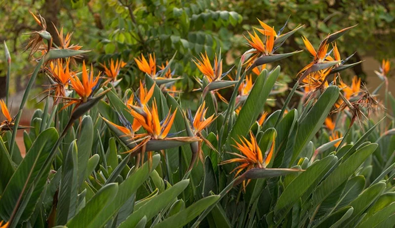 Orange Bird of Paradise Live Plants - Set of 2 - 3-6" Tall - Tropical Houseplant Orange Bird of Paradise Live Plants - Set of 2 - 3-6" Tall - Tropical Houseplant - Image 4