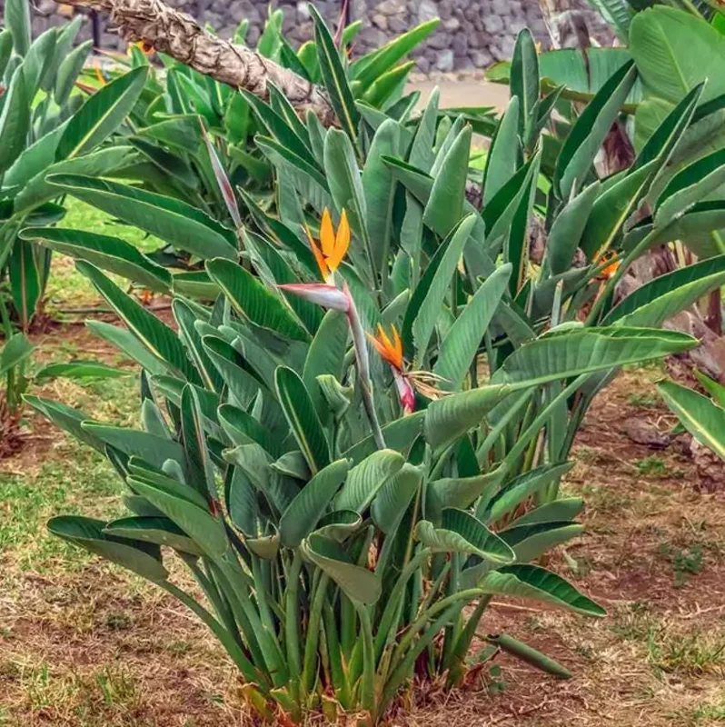 Orange Bird of Paradise Live Plants - Set of 2 - 3-6" Tall - Tropical Houseplant Orange Bird of Paradise Live Plants - Set of 2 - 3-6" Tall - Tropical Houseplant - Image 5