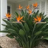Orange Bird of Paradise Live Plants - Set of 2 - 3-6" Tall - Tropical Houseplant Orange Bird of Paradise Live Plants - Set of 2 - 3-6" Tall - Tropical Houseplant - Image 1