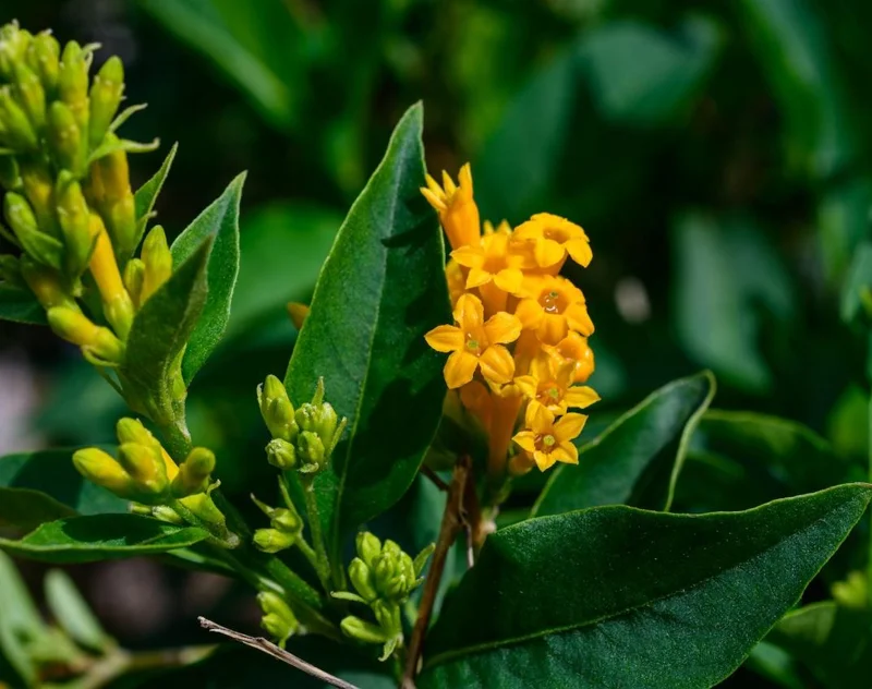 Orange Cestrum Live Plant - Night-Blooming Jasmine - 5-7 Inch Tall - Outdoor Shrub - Image 2