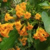 Orange Cestrum Live Plant - Night-Blooming Jasmine - 5-7 Inch Tall - Outdoor Shrub - Image 1